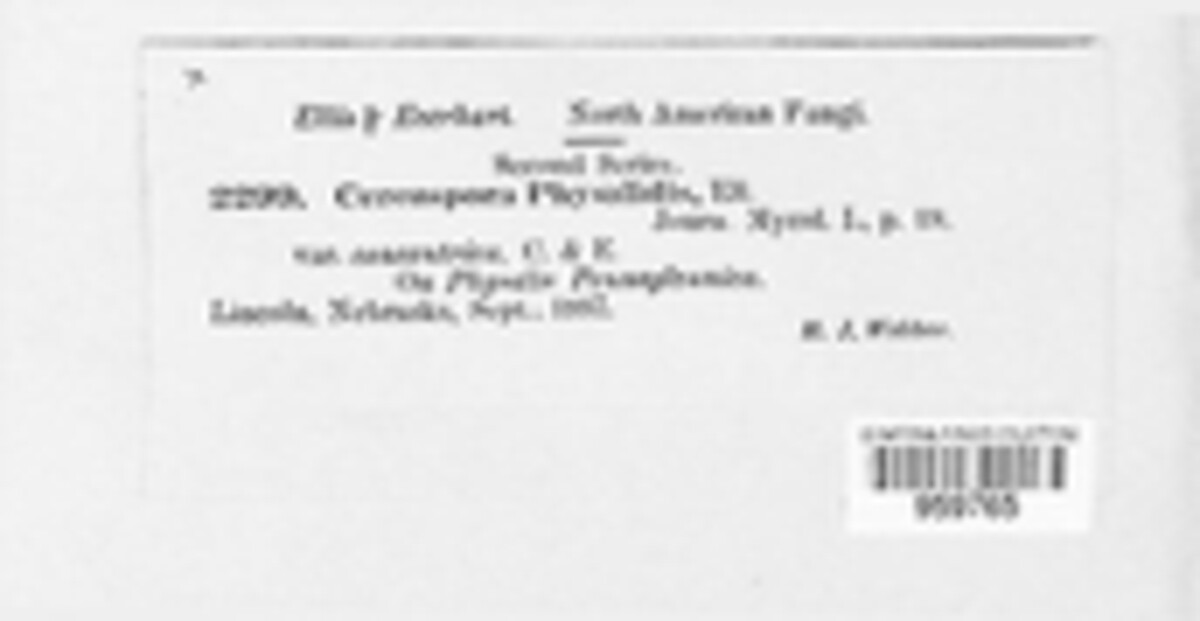 Cercospora physalidis image